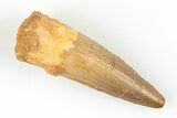1.9" Spinosaurus Tooth - Real Dinosaur Tooth - #200854-1